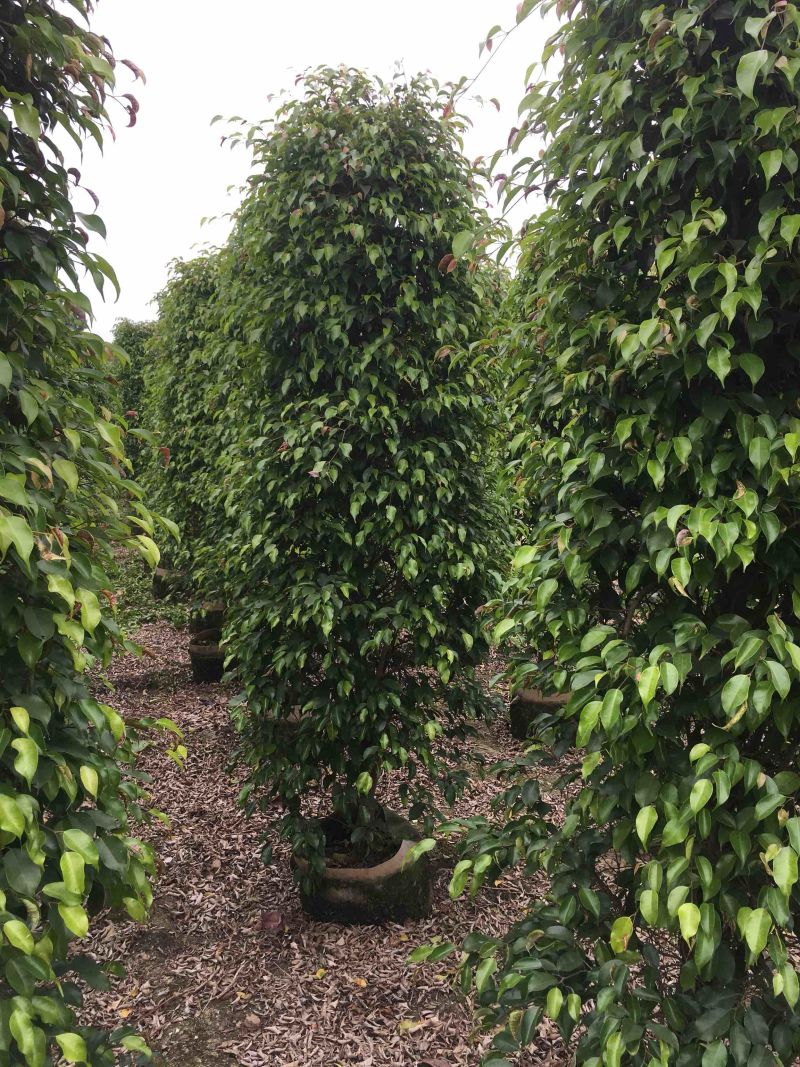 垂榕垂叶榕垂榕柱1.2米-3米基地大量现货，欢迎客户咨询