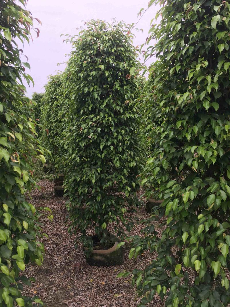 垂榕垂叶榕垂榕柱1.2米-3米基地大量现货，欢迎客户咨询