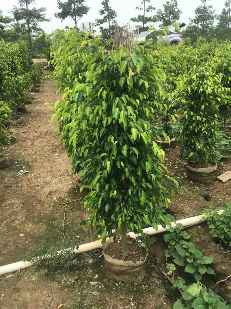 垂榕垂叶榕垂榕柱1.2米-3米基地大量现货，欢迎客户咨询