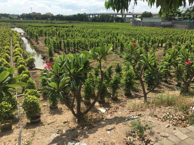 垂榕垂叶榕垂榕柱1.2米-3米基地大量现货，欢迎客户咨询