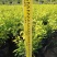 大量50高到1.5米黄榕球各种规格基地大量现货