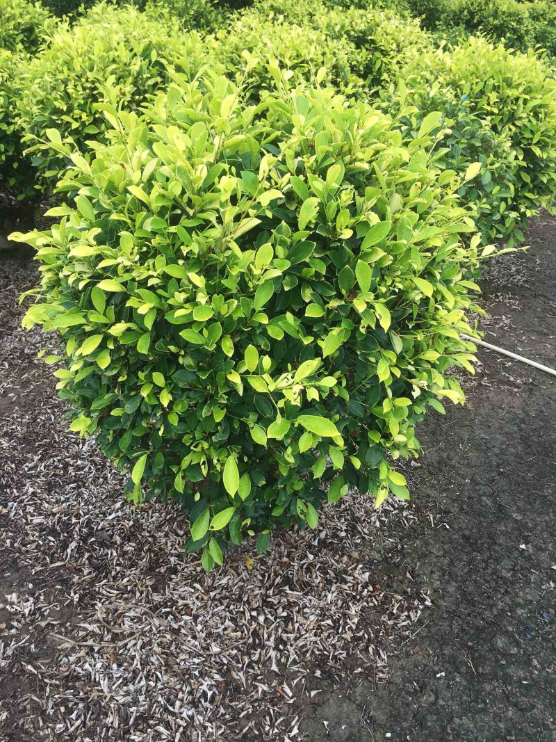 大量50高到1.5米黄榕球各种规格基地大量现货