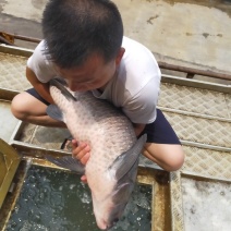 大水面饲料养殖，苗种沉水料，成鱼浮料，杜绝发病鱼售卖