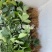 香蕉草莓苗脱毒草莓苗二代草莓苗现挖现卖包成活