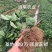 香蕉草莓苗脱毒草莓苗二代草莓苗现挖现卖包成活