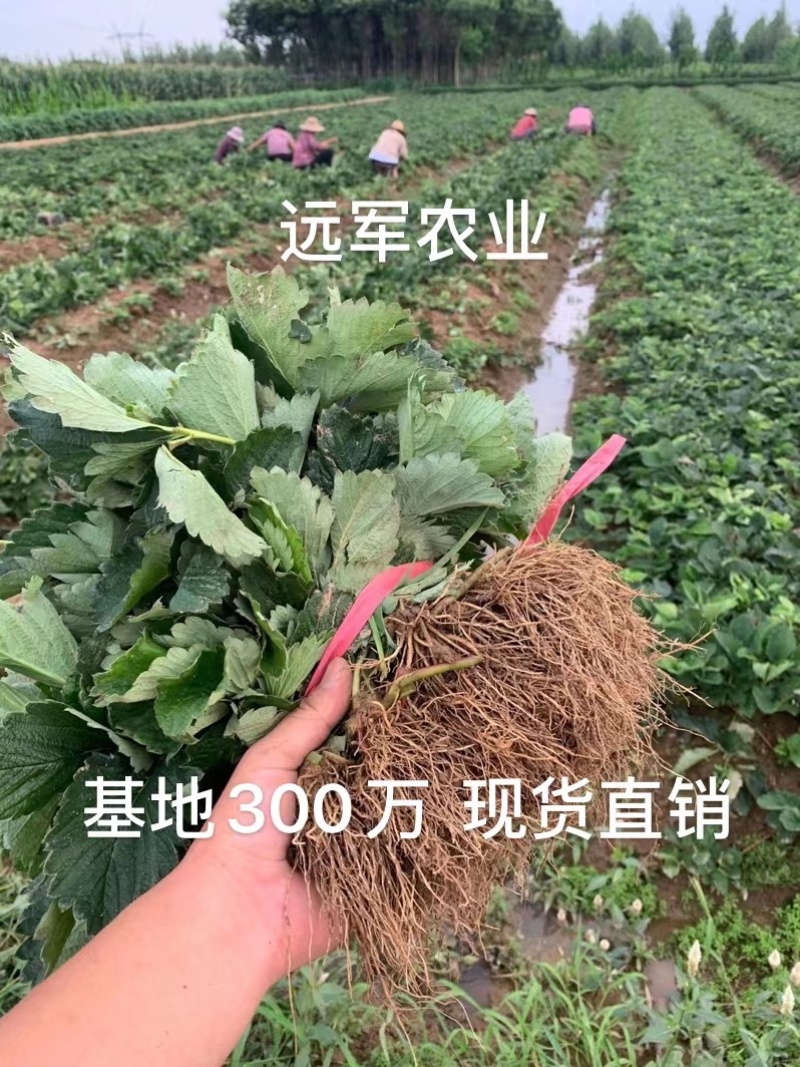 香蕉草莓苗脱毒草莓苗二代草莓苗现挖现卖包成活
