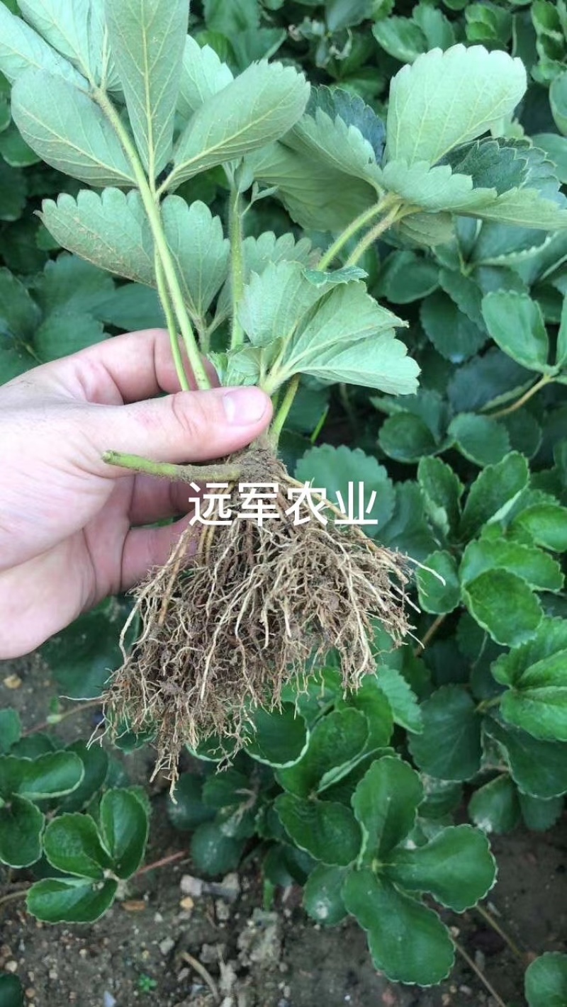 香蕉草莓苗脱毒草莓苗二代草莓苗现挖现卖包成活