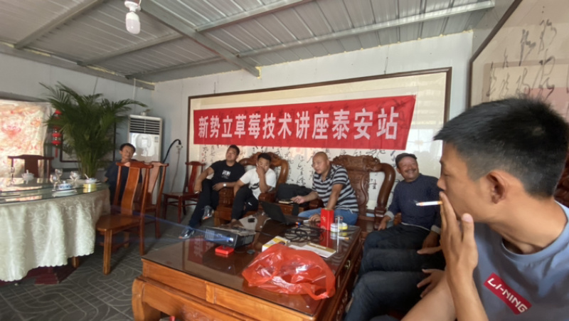 香蕉草莓苗脱毒草莓苗二代草莓苗现挖现卖包成活