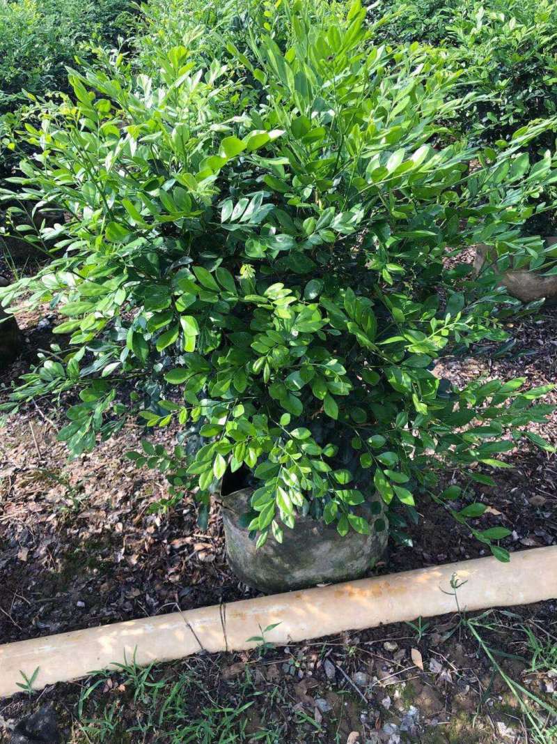 九里香球高度40到120各种规格基地大量现货