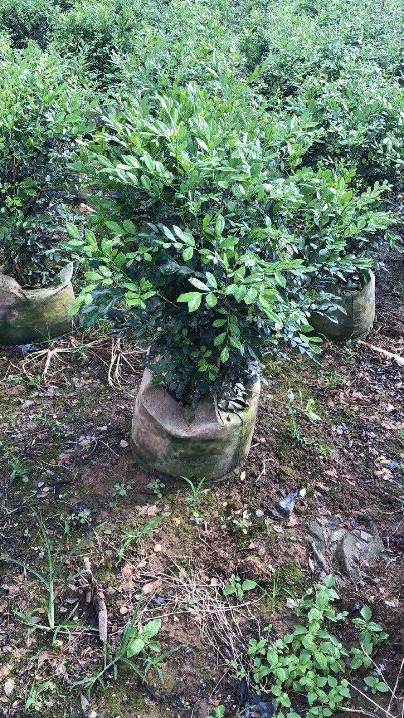 九里香球高度40到120各种规格基地大量现货