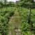 九里香球高度40到120各种规格基地大量现货