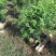 九里香球高度40到120各种规格基地大量现货