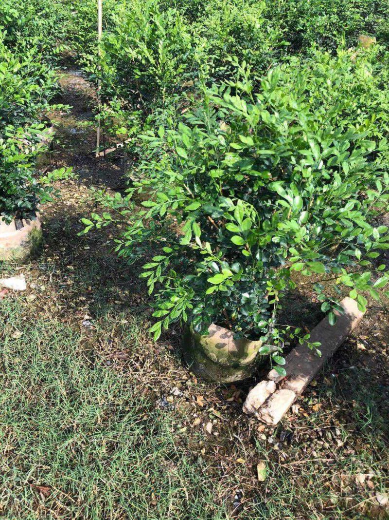 九里香球高度40到120各种规格基地大量现货