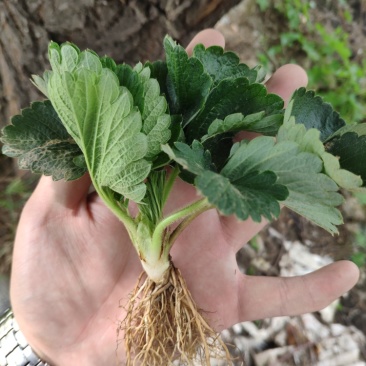 意大利艾莎草莓苗爱莎草莓苗保纯度辽宁直供