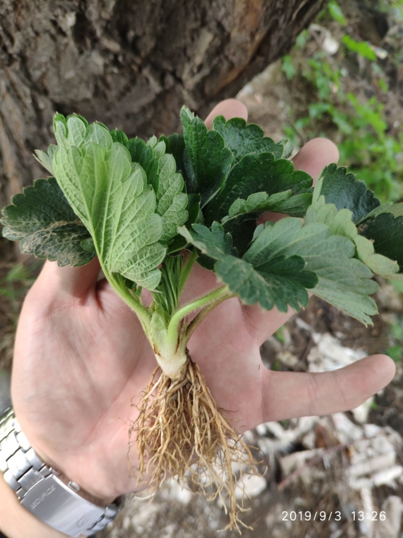 意大利艾莎草莓苗爱莎草莓苗保纯度辽宁直供
