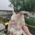 黄沙鳖