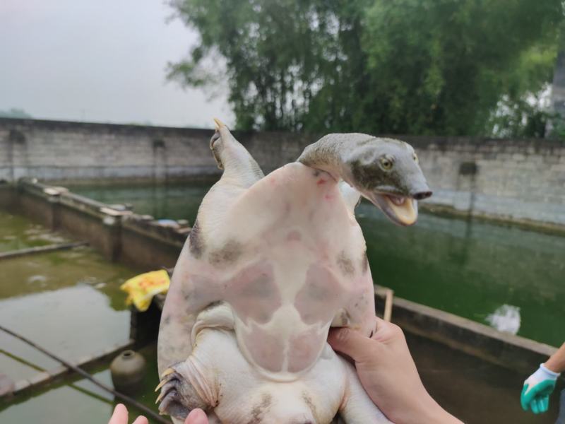 黄沙鳖