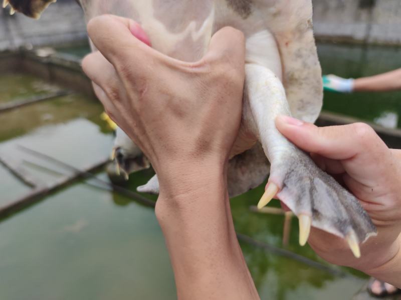 黄沙鳖