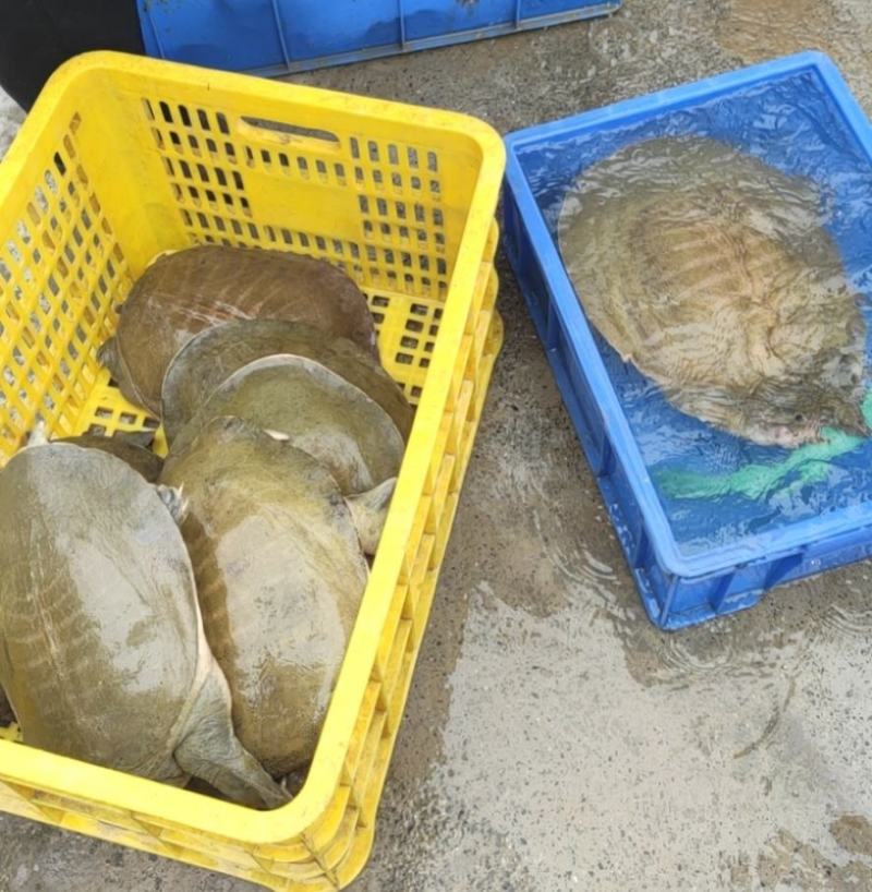 黄沙鳖