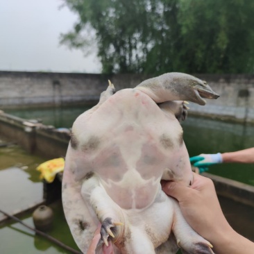 黄沙鳖