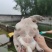 黄沙鳖