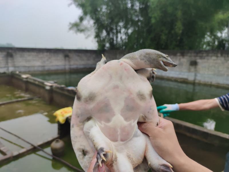 黄沙鳖
