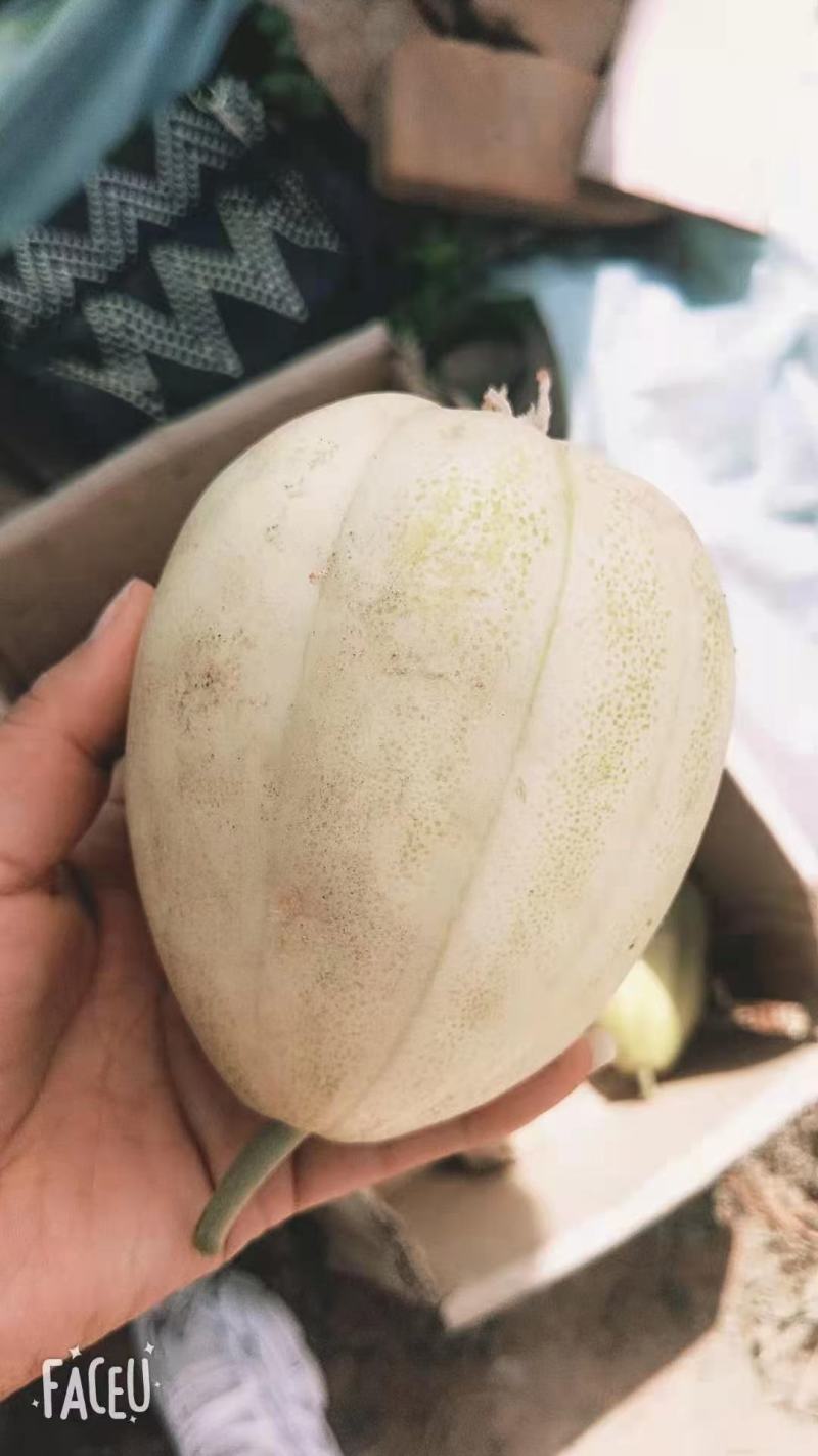 甜瓜大量上市了
