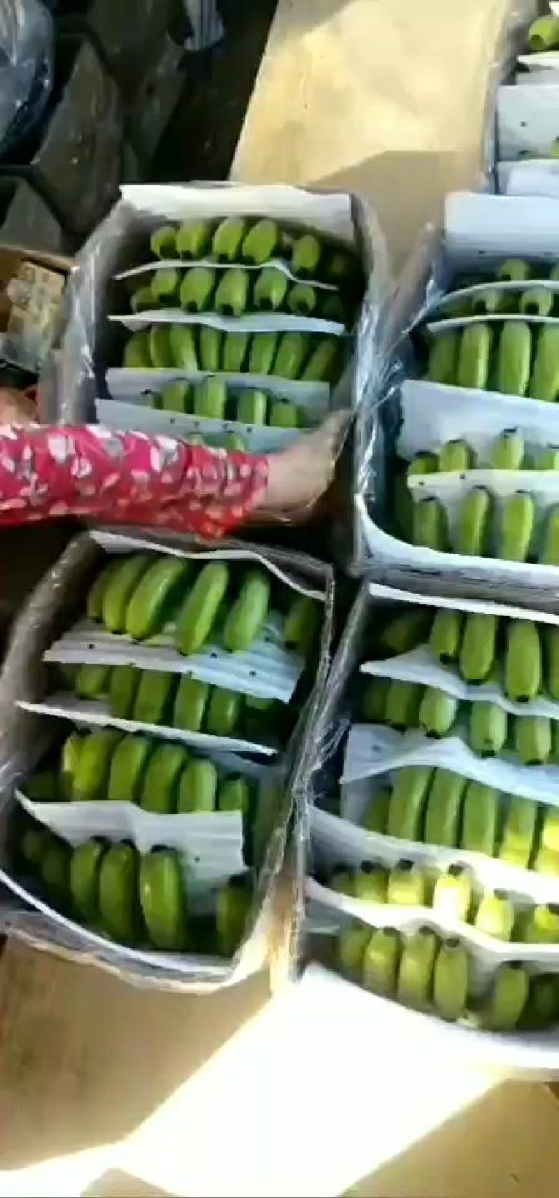 代办水果,广西沃柑,香蕉,广西香蕉,海南香蕉