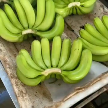 代办水果,广西沃柑,香蕉,广西香蕉,海南香蕉