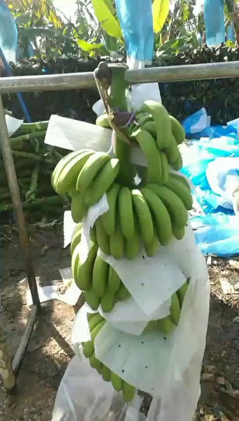 代办水果,广西沃柑,香蕉,广西香蕉,海南香蕉