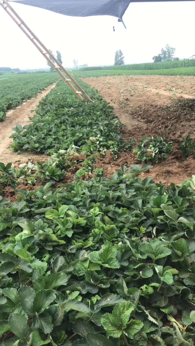 九九草莓苗现挖的草莓苗现挖现发品种纯正