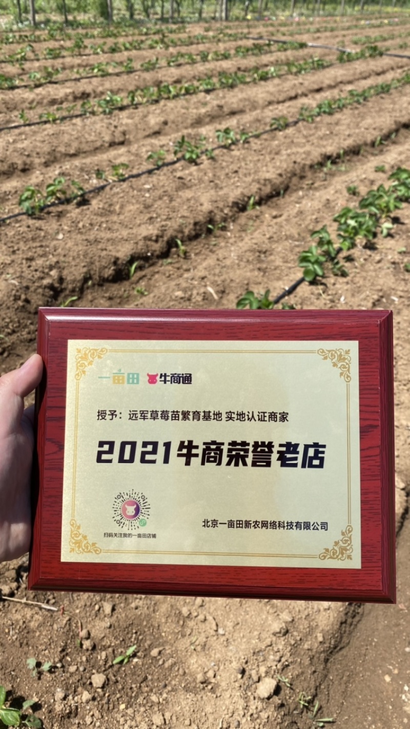 九九草莓苗现挖的草莓苗现挖现发品种纯正