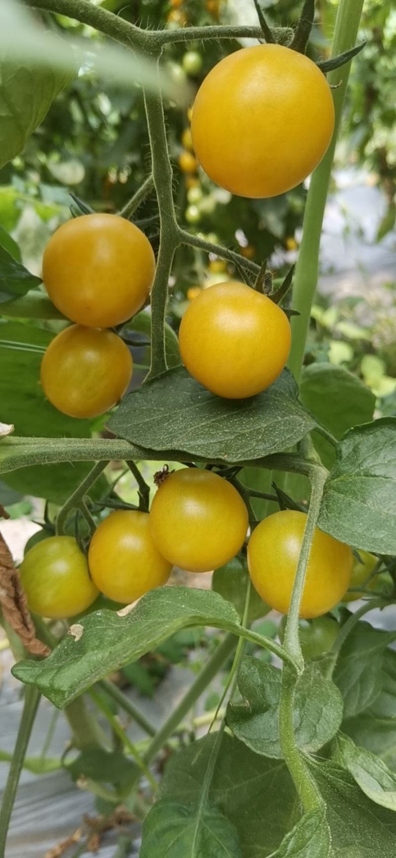 【黄圣女果】正宗夏日阳光小番茄大量供应产地直发品质保证