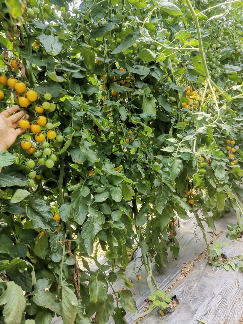 【黄圣女果】正宗夏日阳光小番茄大量供应产地直发品质保证