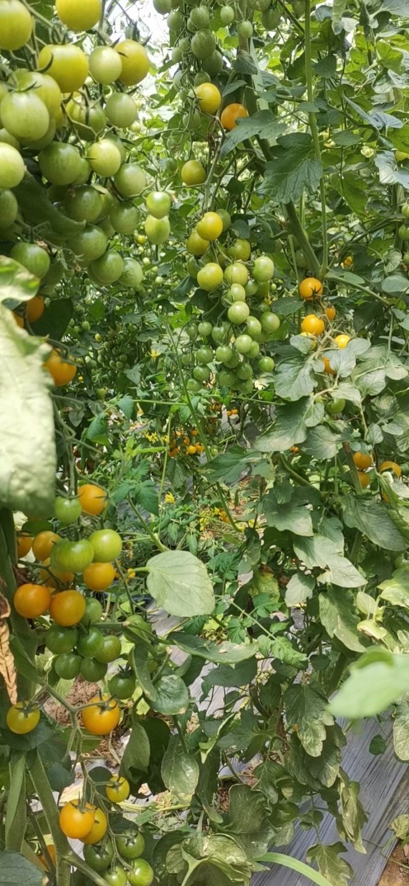 【黄圣女果】正宗夏日阳光小番茄大量供应产地直发品质保证