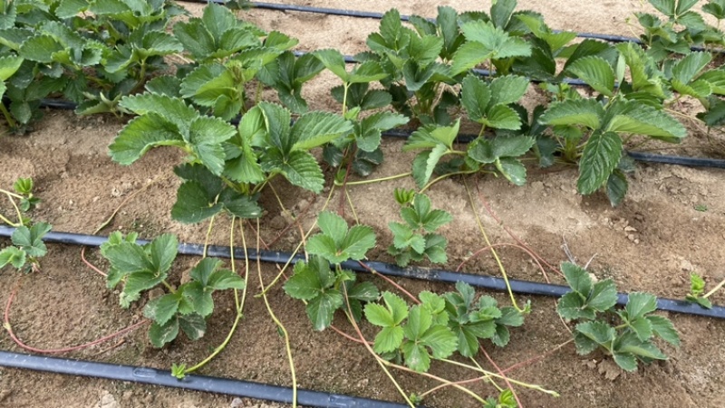 香野草莓苗越秀草莓苗脱毒隋株草莓苗包成活现挖现卖