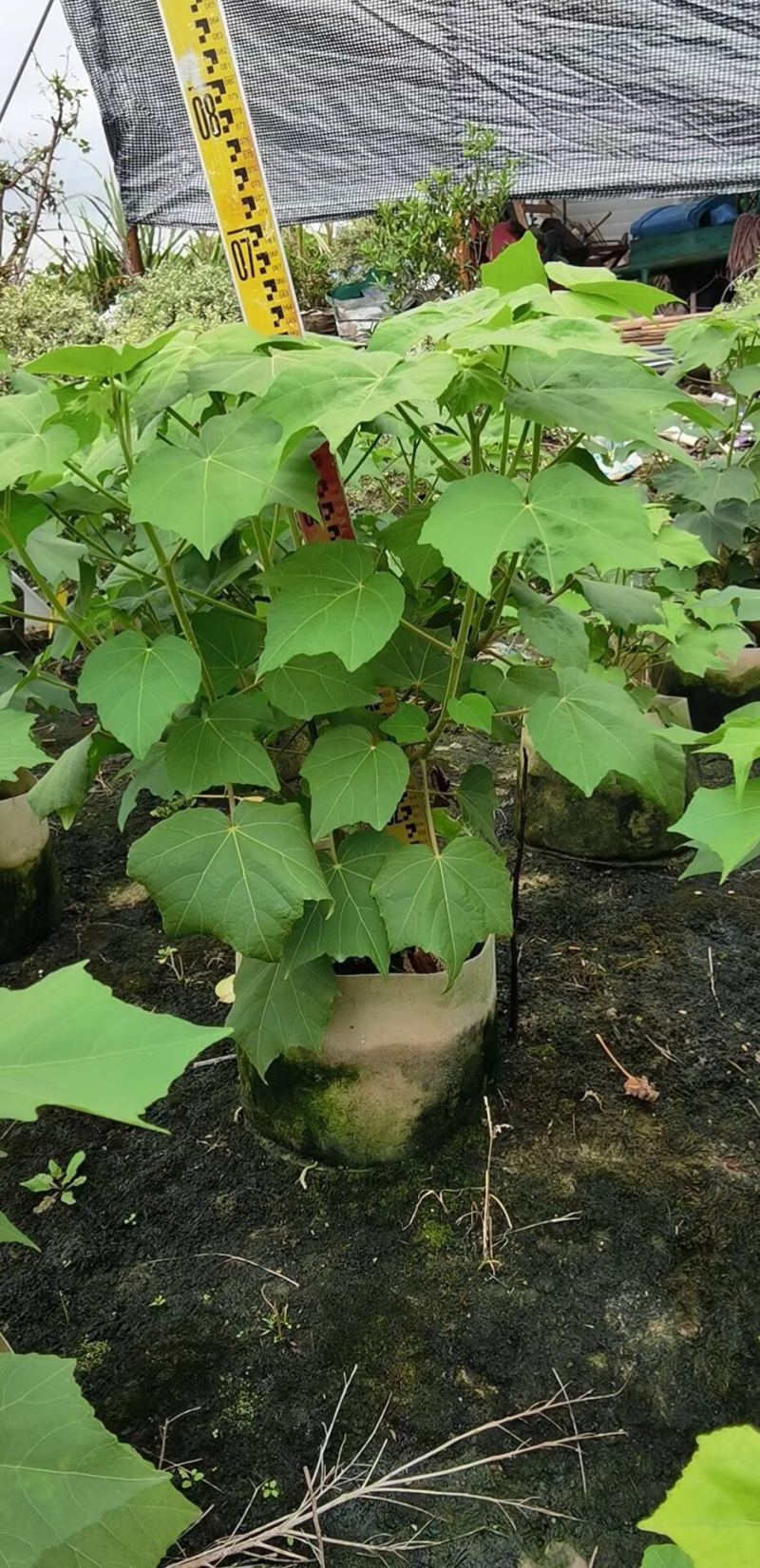 纯红马尾铁七彩马尾铁千年木各种规格基地大量现货