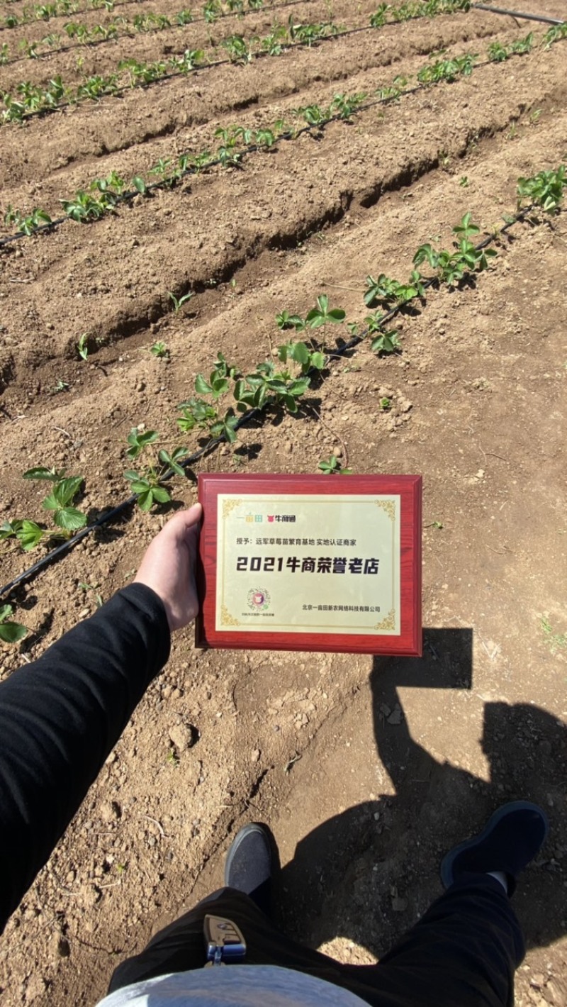 甜查理草莓苗抗病的草莓品种包成活现挖现卖基地直销