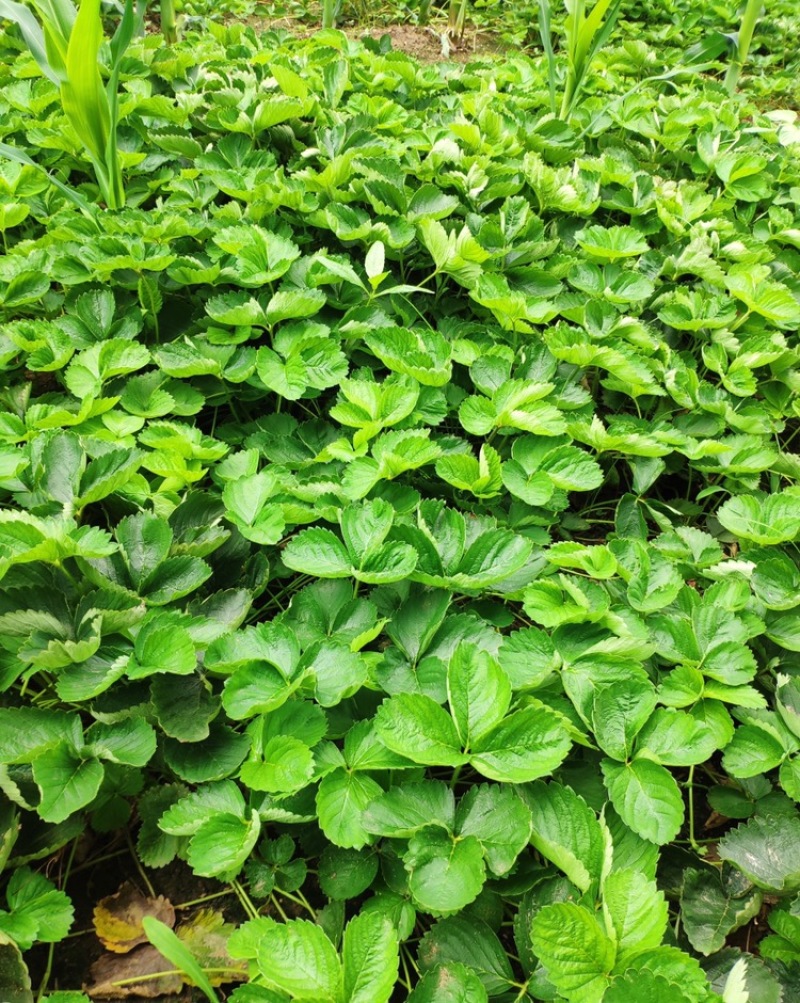 甜查理草莓苗抗病的草莓品种包成活现挖现卖基地直销