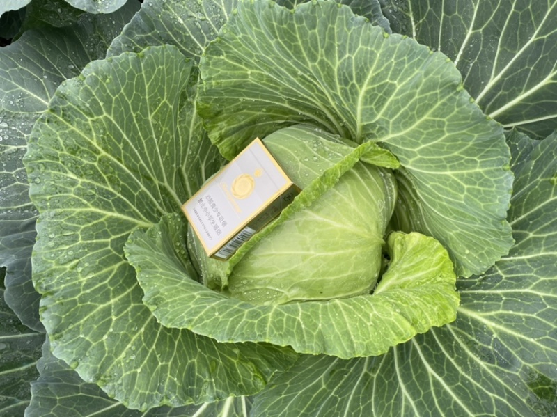 包包菜