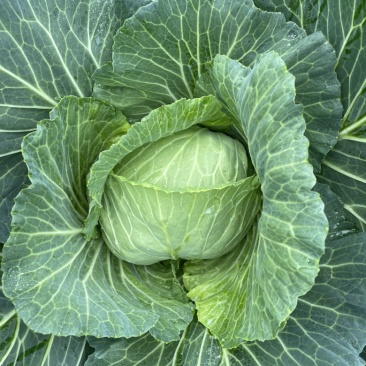 包包菜