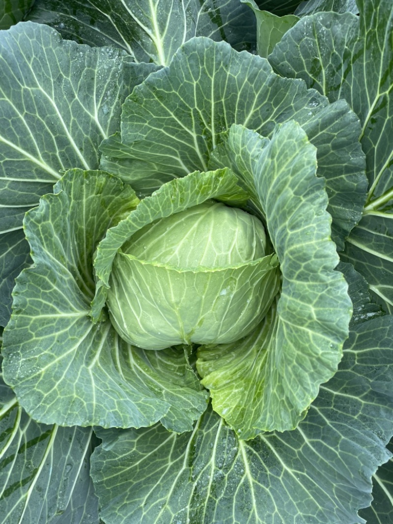 包包菜