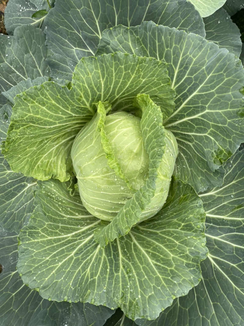 包包菜
