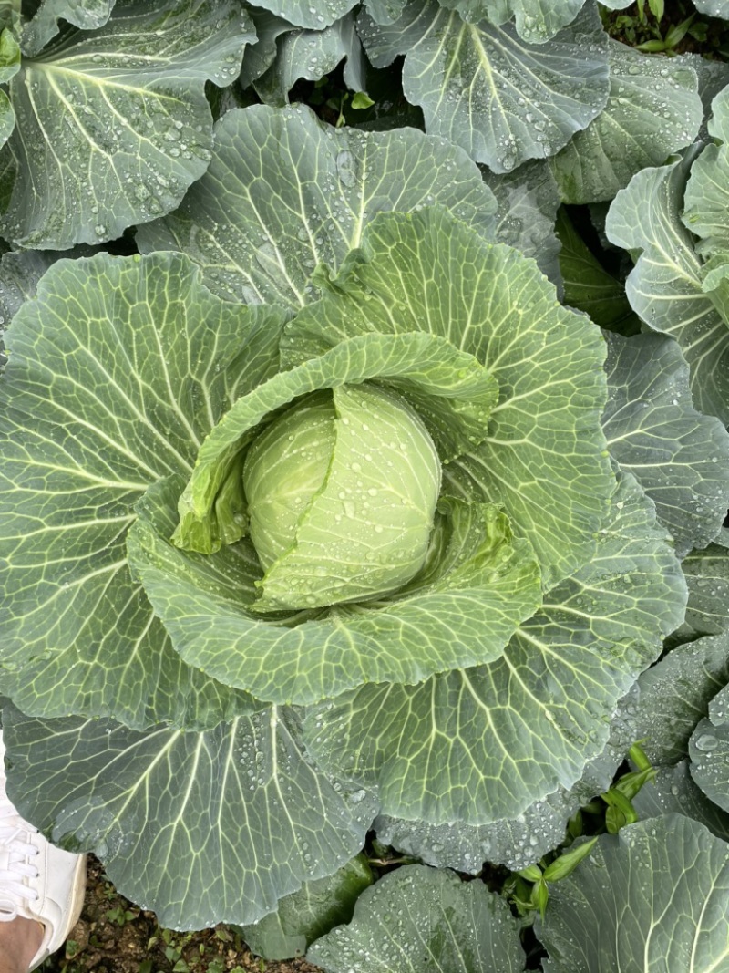 包包菜