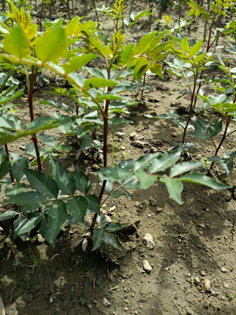 山东花椒树苗批发大红袍花椒苗花椒芽苗小苗价格