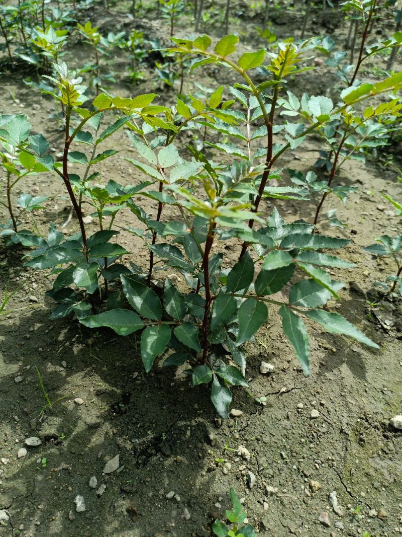 山东花椒树苗批发大红袍花椒苗花椒芽苗小苗价格