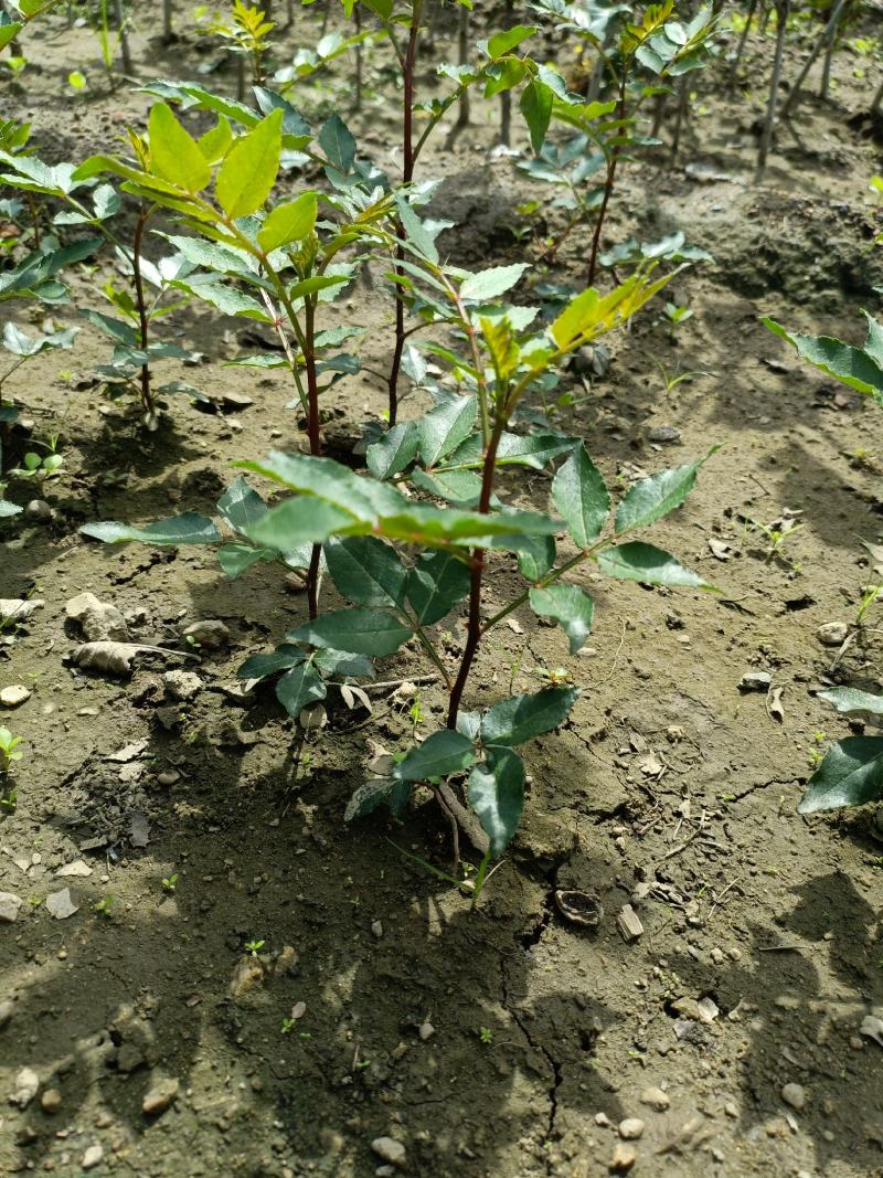山东花椒树苗批发大红袍花椒苗花椒芽苗小苗价格