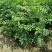 山东花椒树苗批发大红袍花椒苗花椒芽苗小苗价格