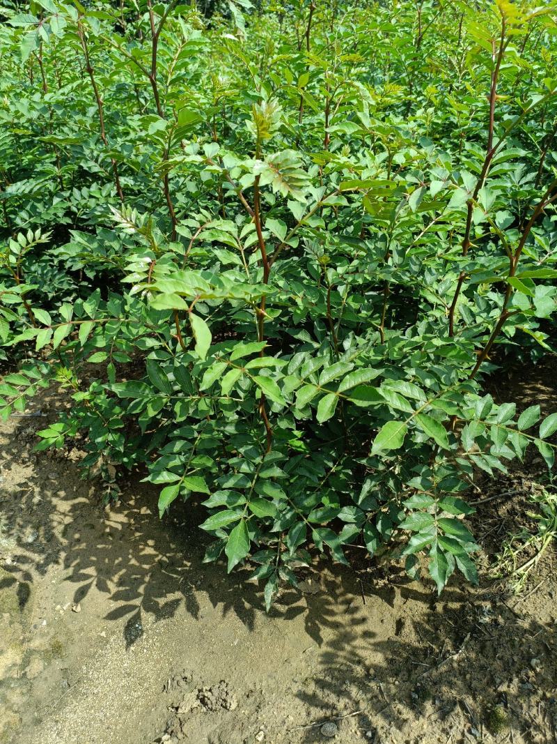 山东花椒树苗批发大红袍花椒苗花椒芽苗小苗价格