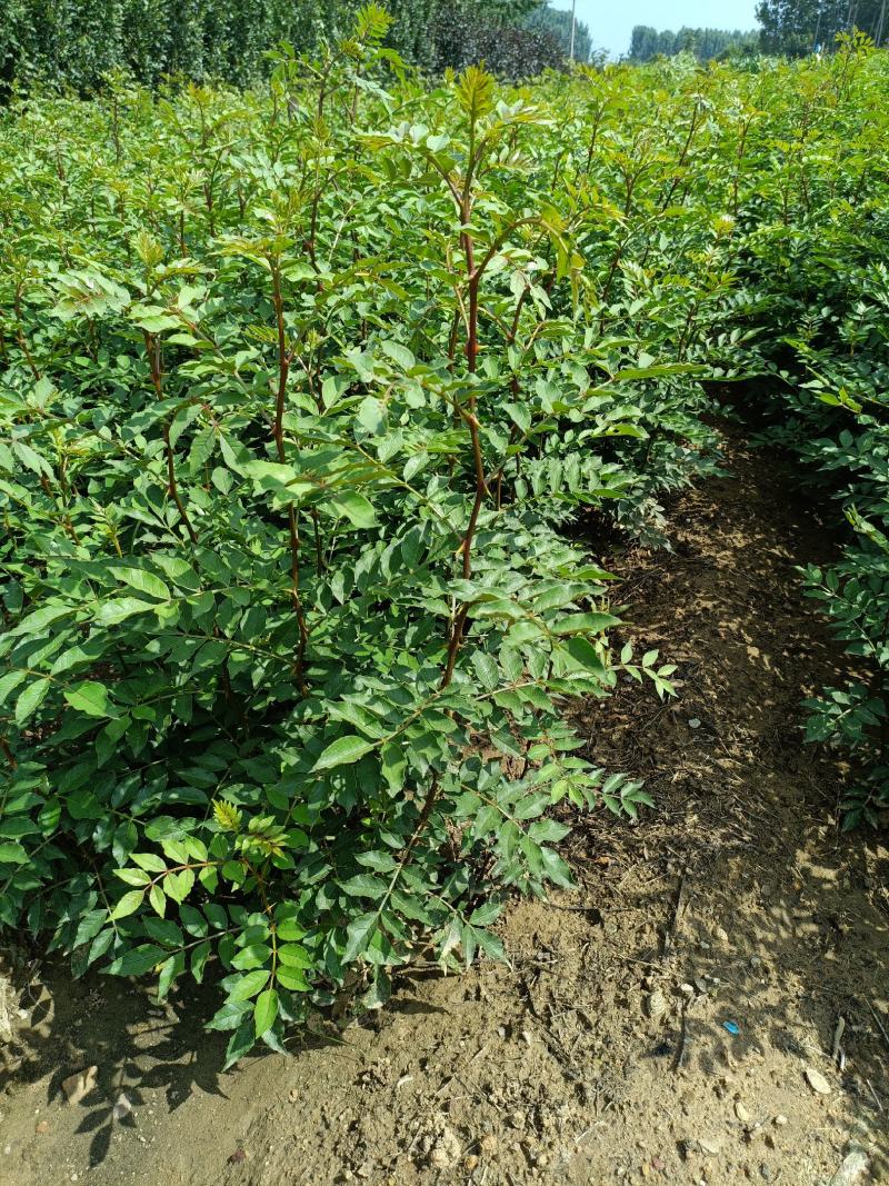 山东花椒树苗批发大红袍花椒苗花椒芽苗小苗价格